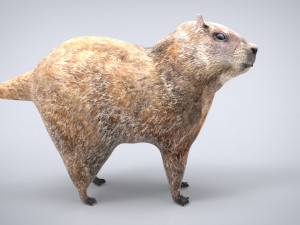 groundhog Modello 3D