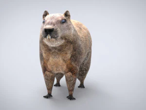groundhog 3D Model