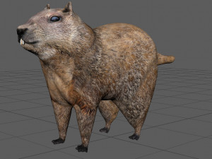 groundhog Modello 3D