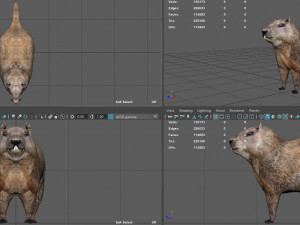 groundhog Modello 3D