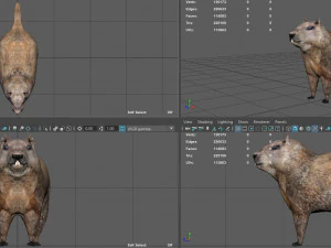 groundhog 3D Model