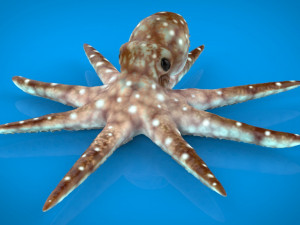 octopus 3D-Modell