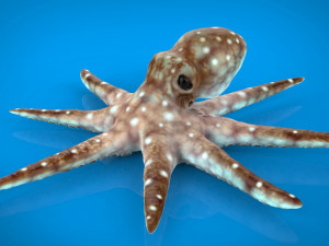 octopus 3D-Modell