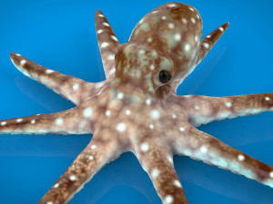 octopus 3D-Modell