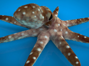 octopus 3D-Modell
