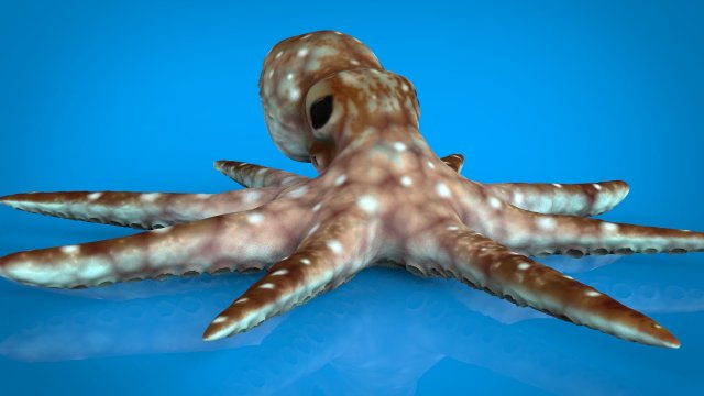 octopus 3D-Modell .c4d .max .obj .3ds .fbx .stl .blend 