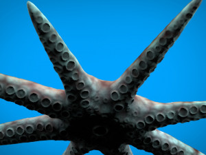 octopus 3D-Modell