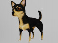 CHIHUAHUA 3D-Modell