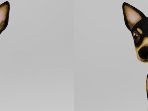 chihuahua 3D मॉडल