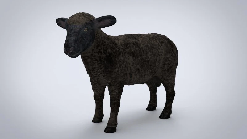 black sheep 3D Model .c4d .max .obj .3ds .fbx .stl .blend 