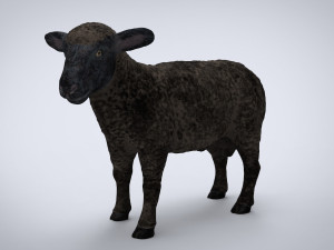 black sheep 3D Model