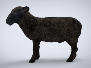black sheep 3D Model