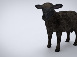black sheep 3D Model