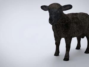 black sheep 3D Model