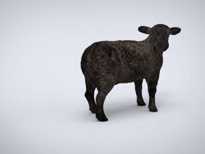 black sheep 3D Model