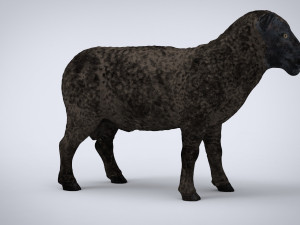 black sheep 3D Model