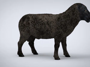 black sheep 3D Model