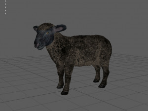 black sheep 3D Model