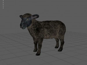 black sheep 3D Model