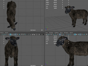 black sheep 3D Model