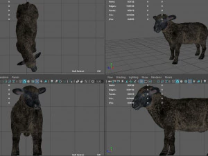 black sheep 3D Model