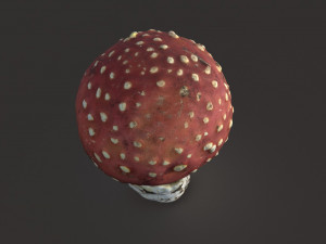 mushroom amanita Modello 3D