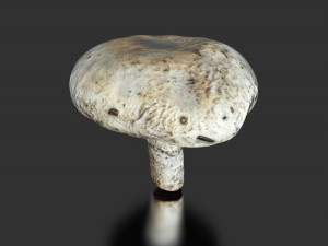 mushroom 4 3D Model