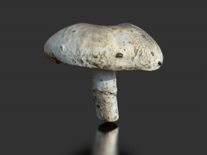 mushroom 4 Modelo 3D