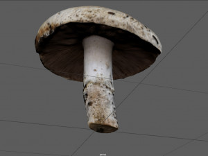 mushroom 4 Modelo 3D