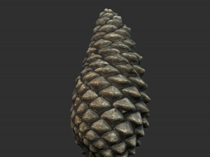 pinecone Model 3D