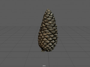 pinecone Model 3D