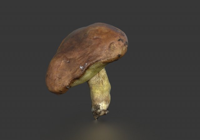 mushroom 5 Model 3D .c4d .max .obj .3ds .fbx .stl .blend 