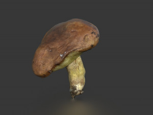 mushroom 5 3D Model