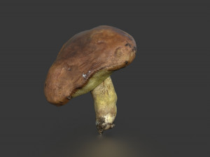 mushroom 5 3D 模型