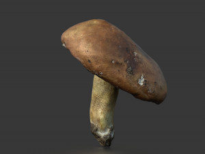 mushroom 5 Model 3D