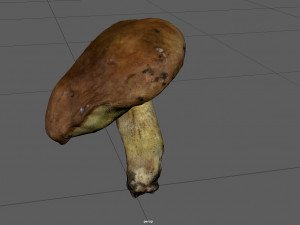 mushroom 5 Model 3D