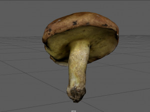 mushroom 5 Model 3D