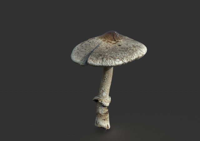 mushroom 3 Model 3D .c4d .max .obj .3ds .fbx .stl .blend 