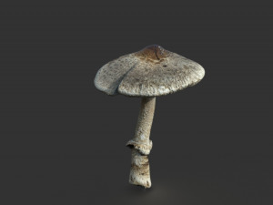mushroom 3 3D Model