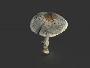 fungo 3 Modello 3D