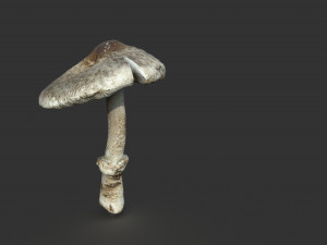 mushroom 3 Model 3D