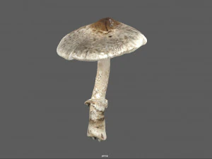 fungo 3 Modello 3D