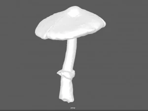 fungo 3 Modello 3D