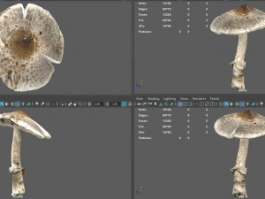 mushroom 3 Model 3D