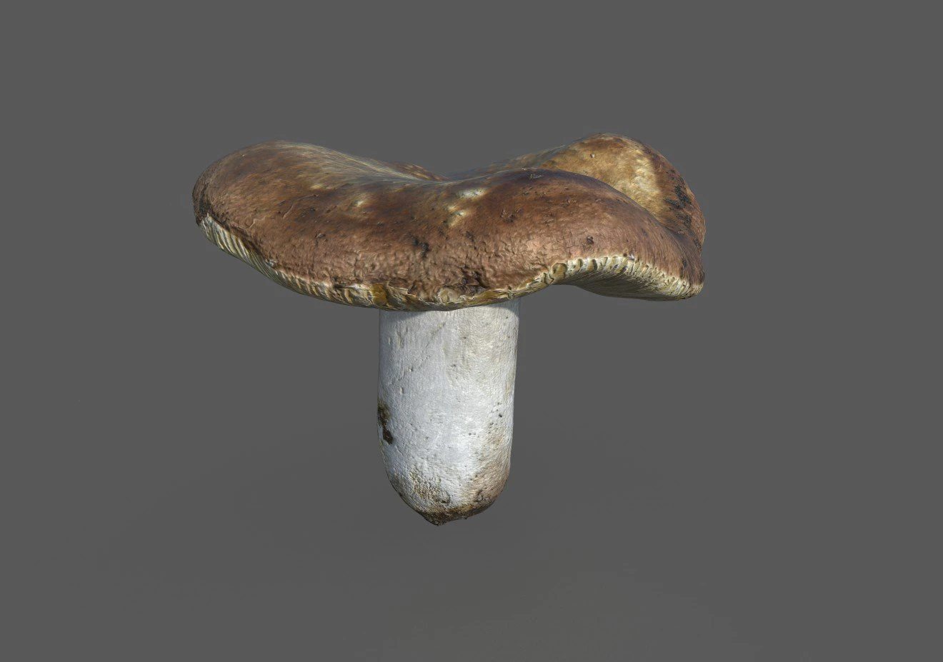 mushroom 1 3D Model .c4d .max .obj .3ds .fbx .stl .blend 