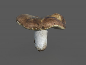 mushroom 1 3D Model