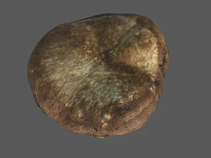 mushroom 1 3D Model