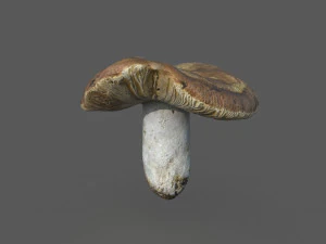 mushroom 1 3D Model