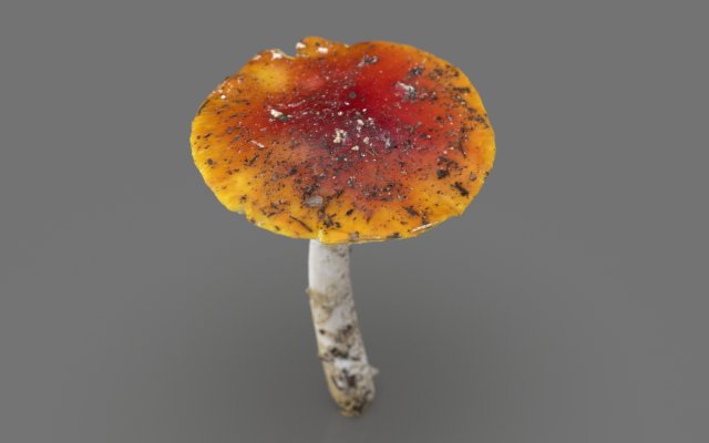 mushroom 4 Model 3D .c4d .max .obj .3ds .fbx .stl .blend 