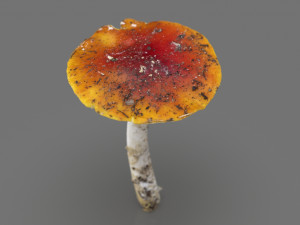 mushroom 4 Modelo 3D